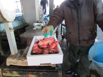 ガラカブ ガラカブ