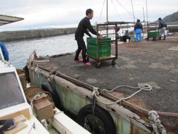 水揚げ 水揚げ