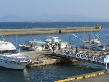 イルカウォッチング イルカウォッチング