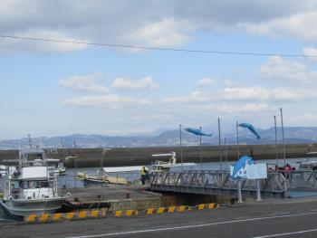 イルカウォッチング イルカウォッチング