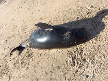 スナメリ スナメリ