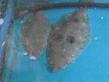 ヒラメ ヒラメ