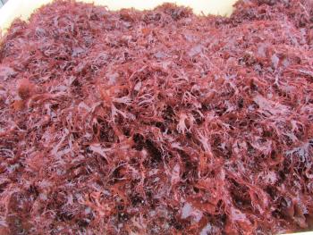 トサカ漁 トサカ漁