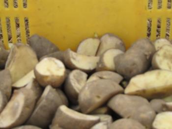 ジャガイモ植え ジャガイモ植え