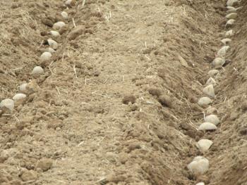 ジャガイモ植え ジャガイモ植え