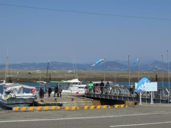 イルカウォッチング イルカウォッチング