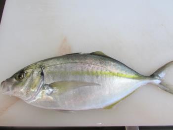 シマアジ シマアジ