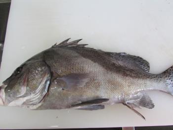 コーコ鯛 コーコ鯛