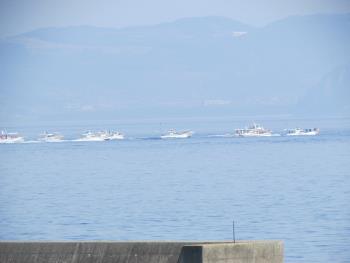 イルカウォッチング イルカウォッチング