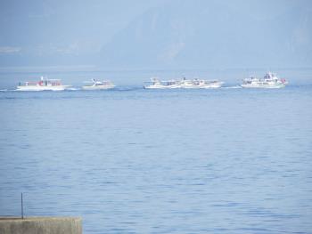 イルカウォッチング イルカウォッチング