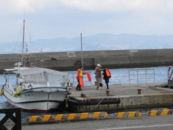 イルカウォッチング イルカウォッチング