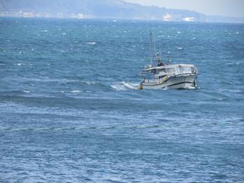 イルカウォッチング イルカウォッチング