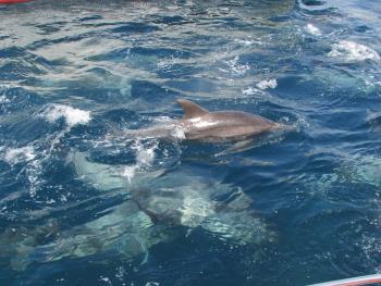 イルカウォッチング イルカウォッチング