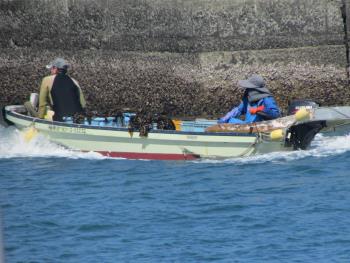 ワカメ出荷 ワカメ出荷