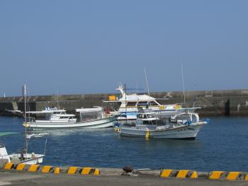 イルカウォッチング イルカウォッチング