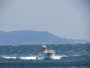 イルカウォッチング イルカウォッチング