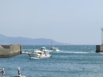 イルカウォッチング イルカウォッチング