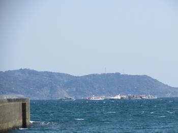 イルカウォッチング イルカウォッチング