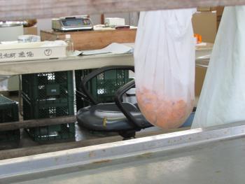 うにかけ うにかけ