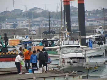 ワカメの水揚げ ワカメの水揚げ