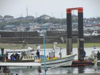 ワカメ漁 ワカメ漁