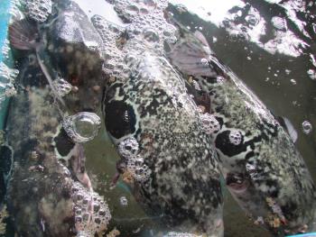 トラフグ トラフグ