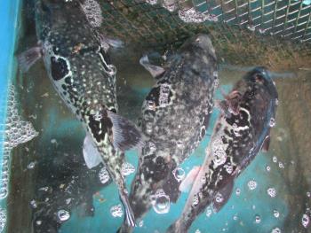 トラフグ トラフグ