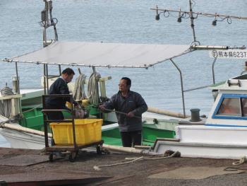 水揚げ風景 水揚げ風景