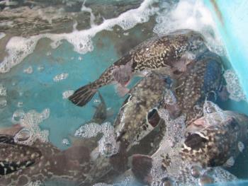 トラフグ トラフグ