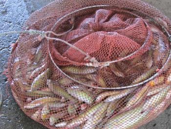 エドムシリ エドムシリ