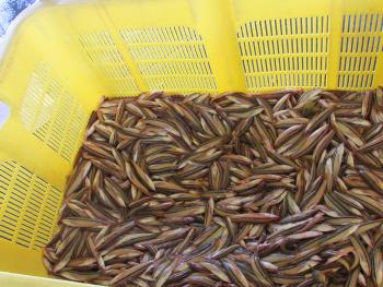 エドムシリ エドムシリ