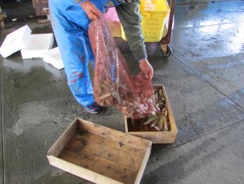 出荷風景 出荷風景