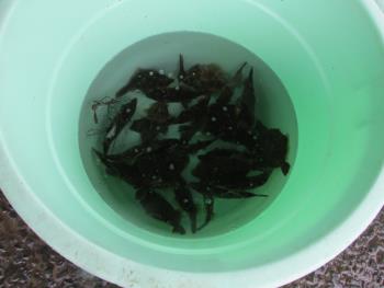 はやさき市 はやさき市