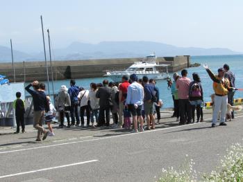 イルカウォッチング イルカウォッチング