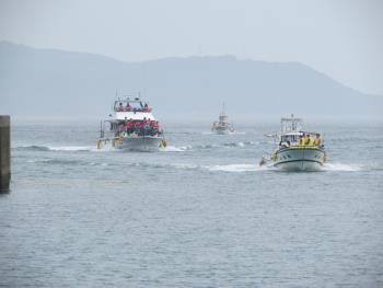 イルカウォッチング イルカウォッチング