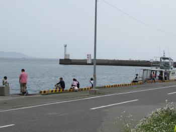 イルカウォッチング イルカウォッチング