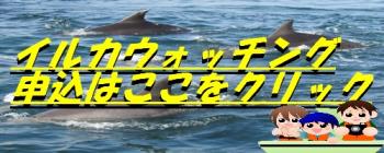 イルカウォッチング イルカウォッチング