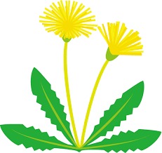 タンポポ タンポポ