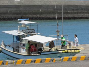 イルカウォッチング イルカウォッチング