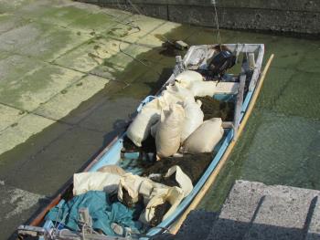 ヒジキ収穫 ヒジキ収穫