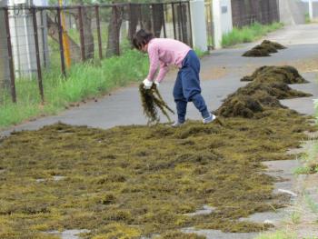 ヒジキ収穫 ヒジキ収穫