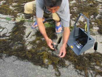 ヒジキ収穫 ヒジキ収穫