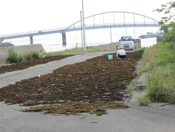 ヒジキ取り ヒジキ取り