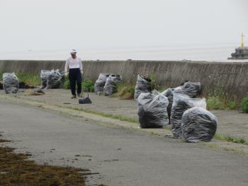 ヒジキ収穫 ヒジキ収穫