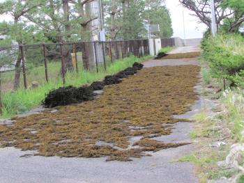 ヒジキ収穫 ヒジキ収穫