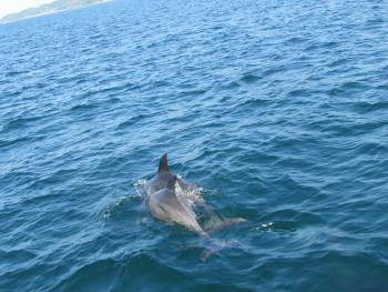 イルカウォッチング イルカウォッチング