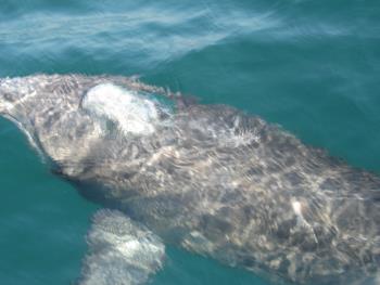 イルカウォッチング イルカウォッチング