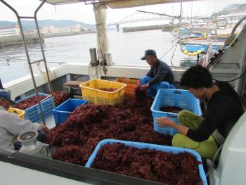 トサカ漁 トサカ漁