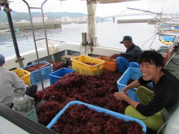 トサカ漁 トサカ漁