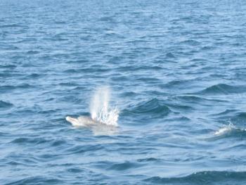 イルカウォッチング イルカウォッチング